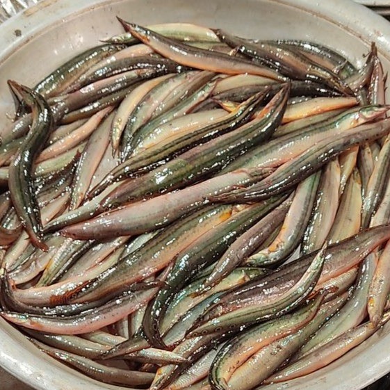Star Baim (Eel) 2 LBS