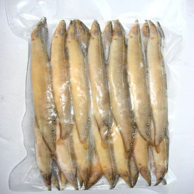 Star Baim (Eel) 3 LBS