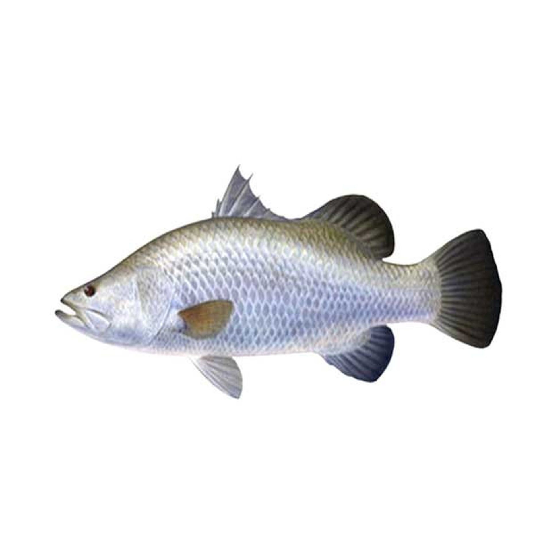 Kural Fish, Whole (3 Kg And Up Fish) 3 LBS