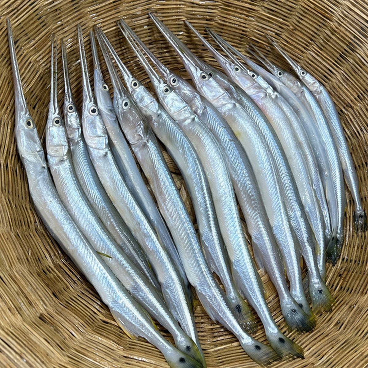 Kakila 4 LBS