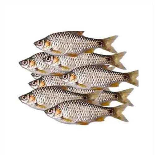 KANTOLA 1 LBS