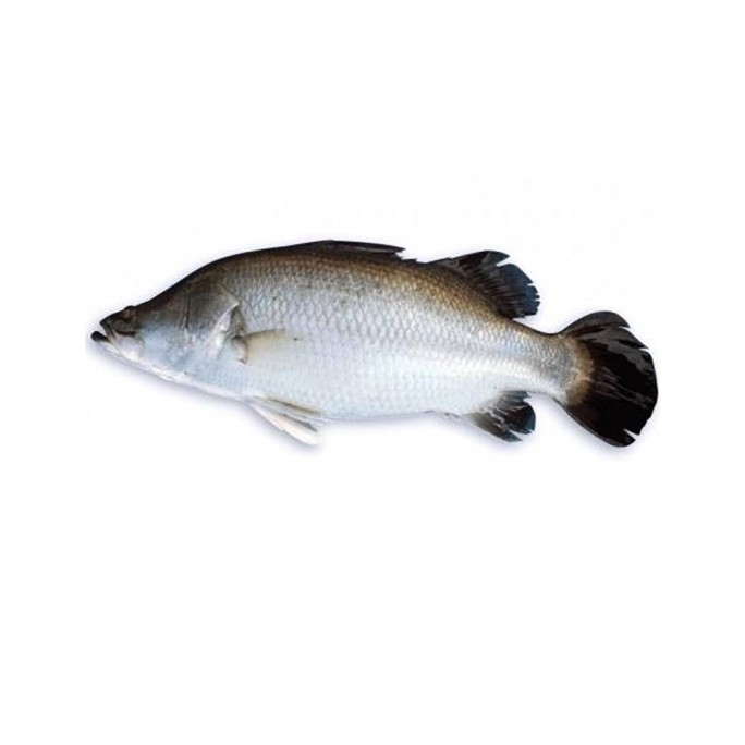 TUVAR FRESH 1 LBS