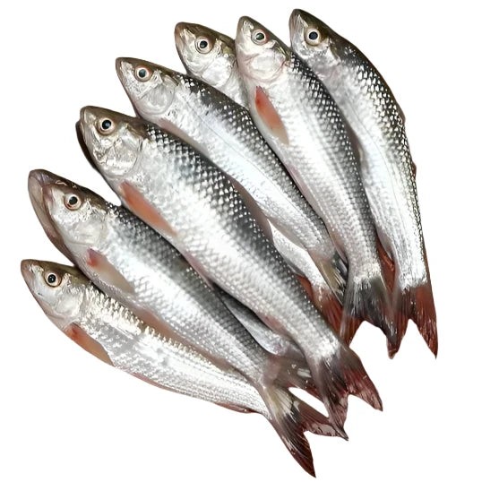 Shahjalal Taki (500g) 4 LBS