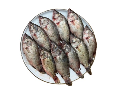 Meni 4 LBS
