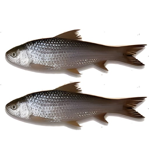 Bata 3 LBS