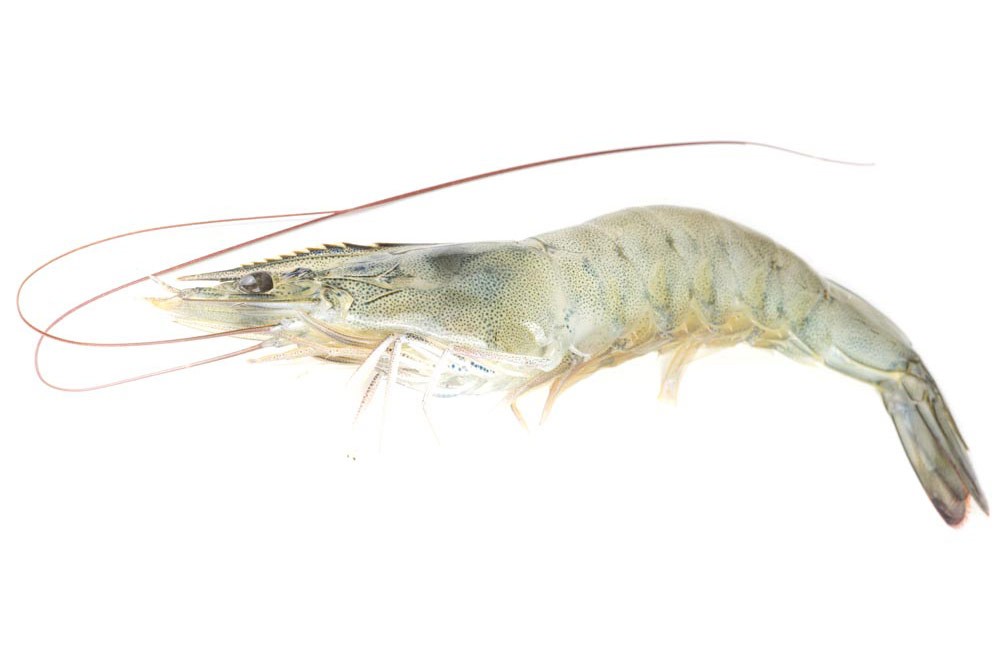 White Shrimp (Box) 2 LBS