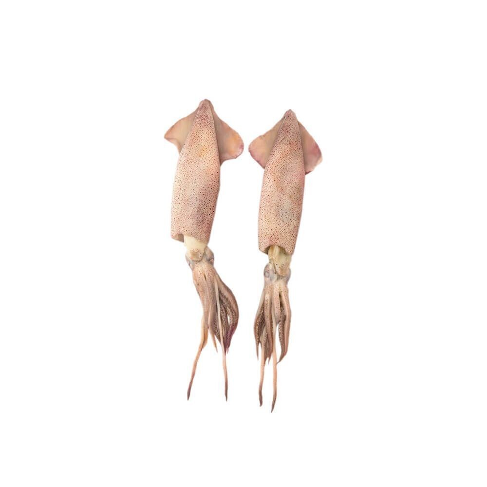 Squid Breast 3 LBS
