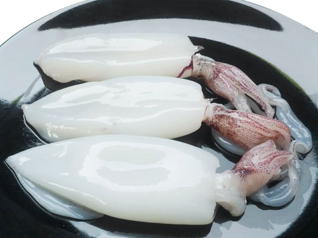 Squid Breast 4 LBS