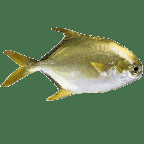 GOLDEN PAMPANO 2 LBS