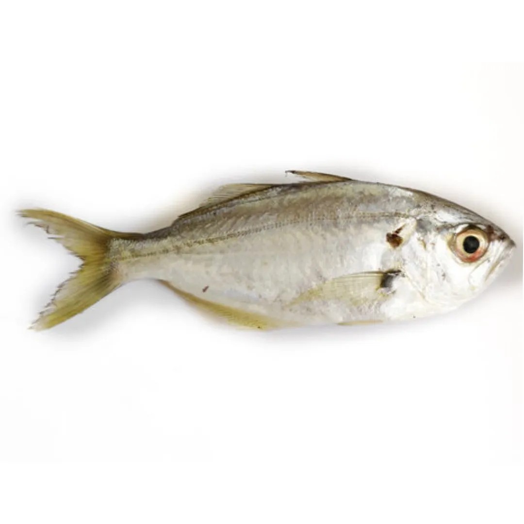 PAL PARAVA 2 LBS