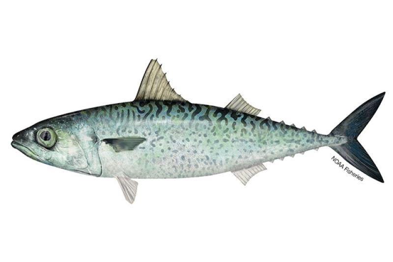 MACKEREL 4 LBS