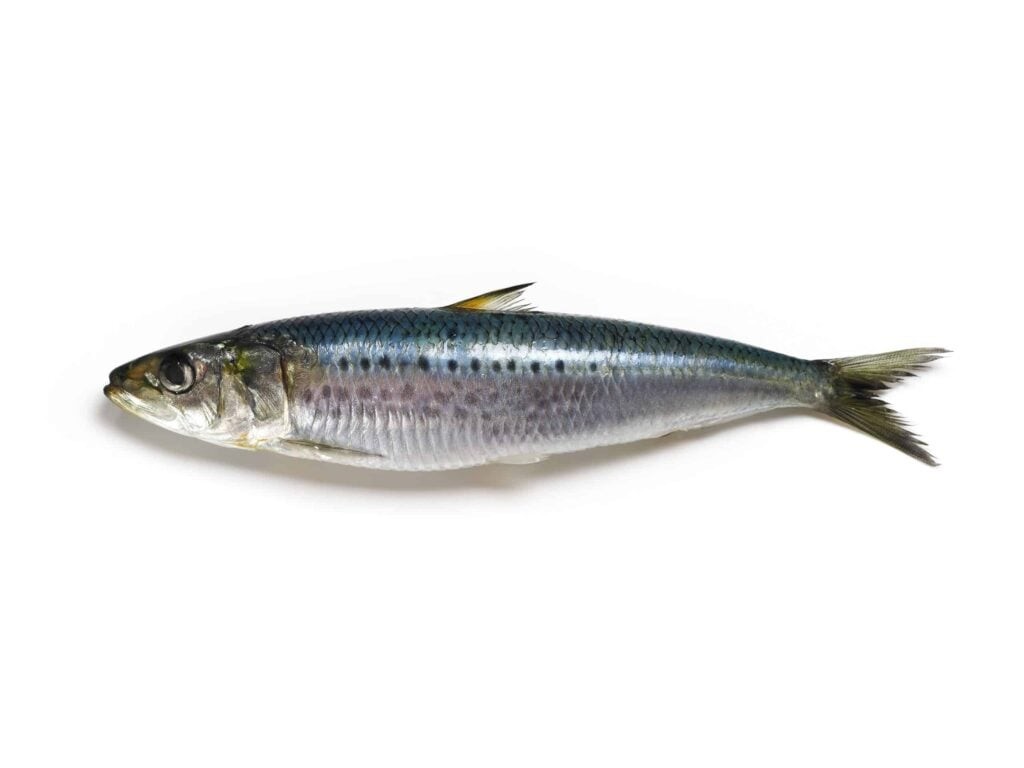 SARDINES 2 LBS