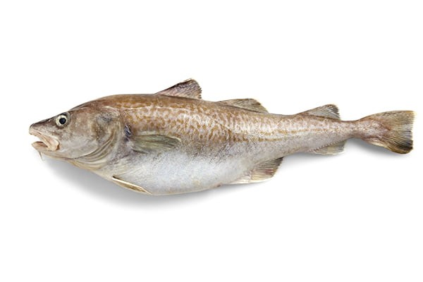 COD 3 LBS