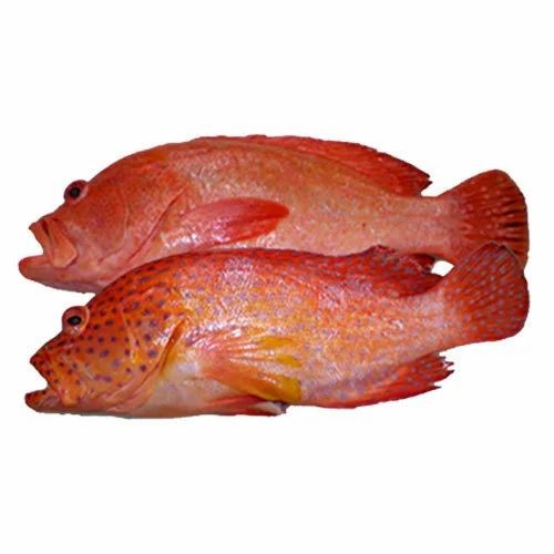 GROUPER 4 LBS