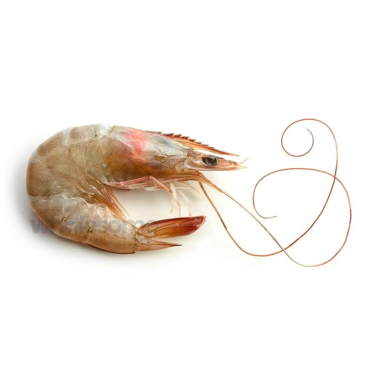 PRAWNS 1 LBS
