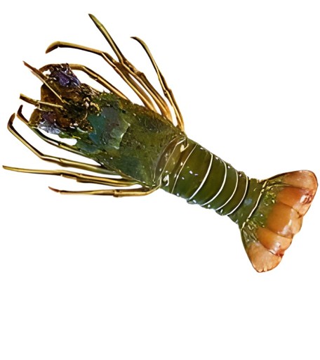 LOBSTER WHOLE 3 LBS