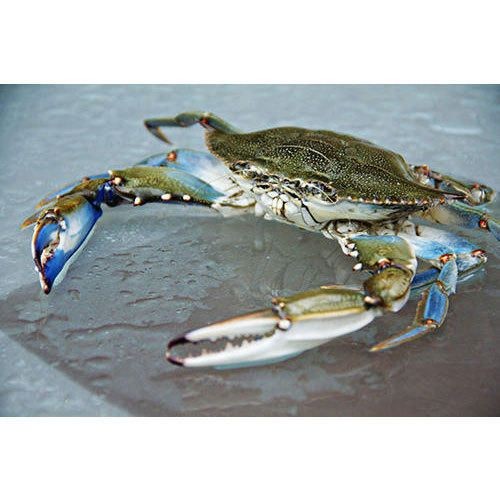 BLUE CRAB 1 LBS