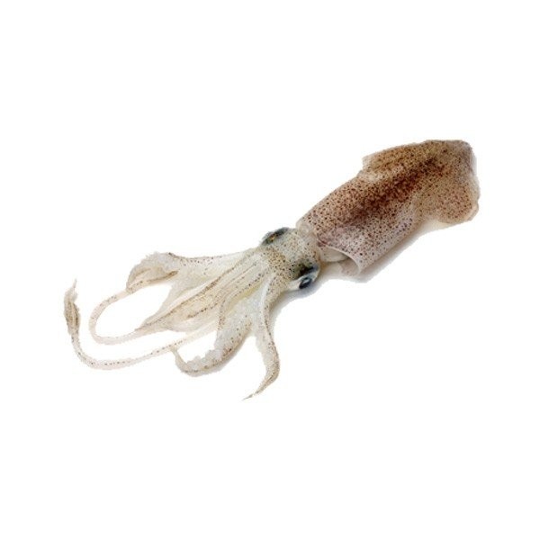 SQUID 1 LBS