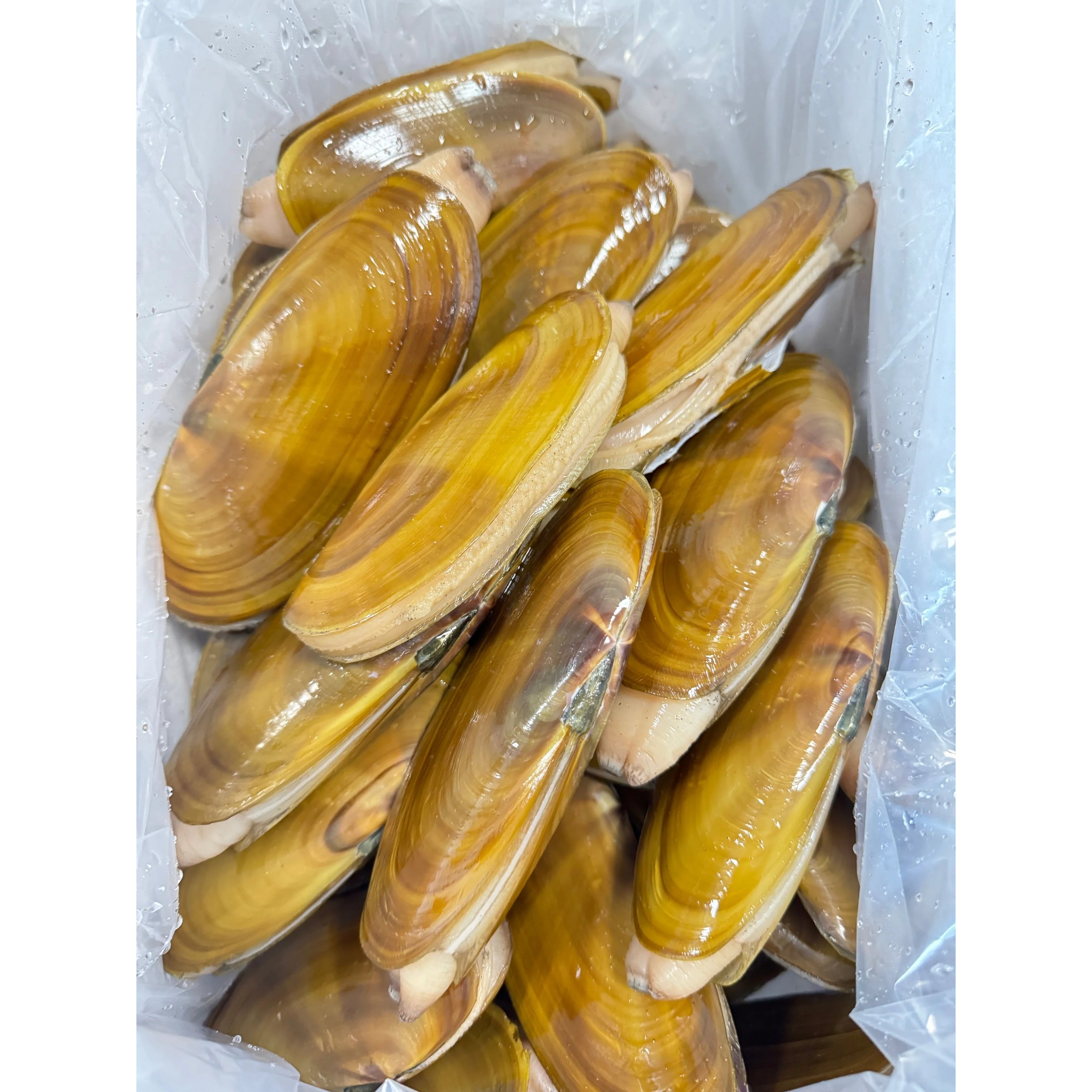 CLAMS 3 LBS