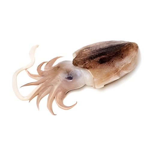 CUTTLEFISH 2 LBS