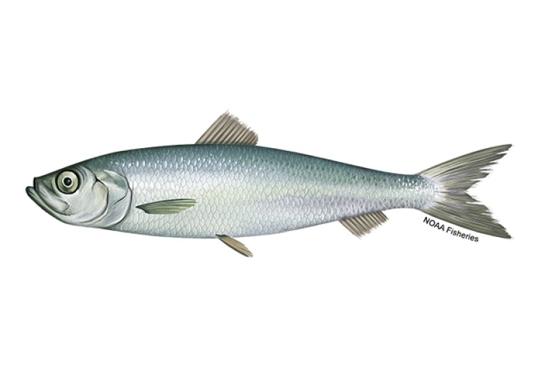 HERRING 1 LBS