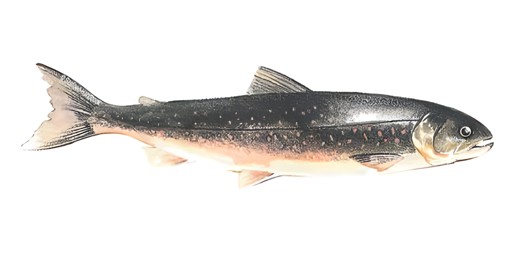 ARCTIC CHAR 2 LBS