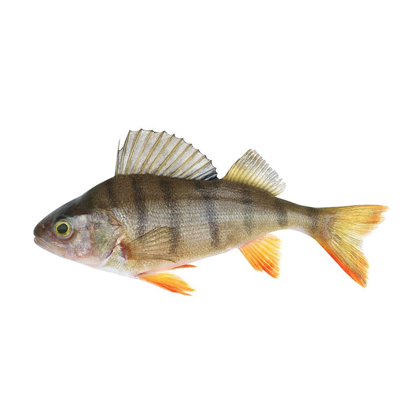 PERCH 3 LBS