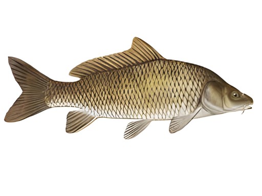 CARP 1 LBS