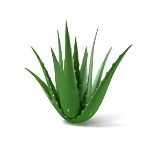 ALOE VERA 1 COUNT