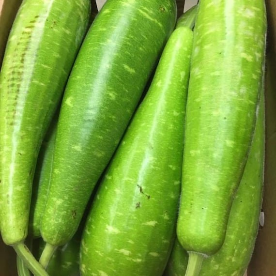 Bottle Gourd   Opo   Sorakaya 1 LBS
