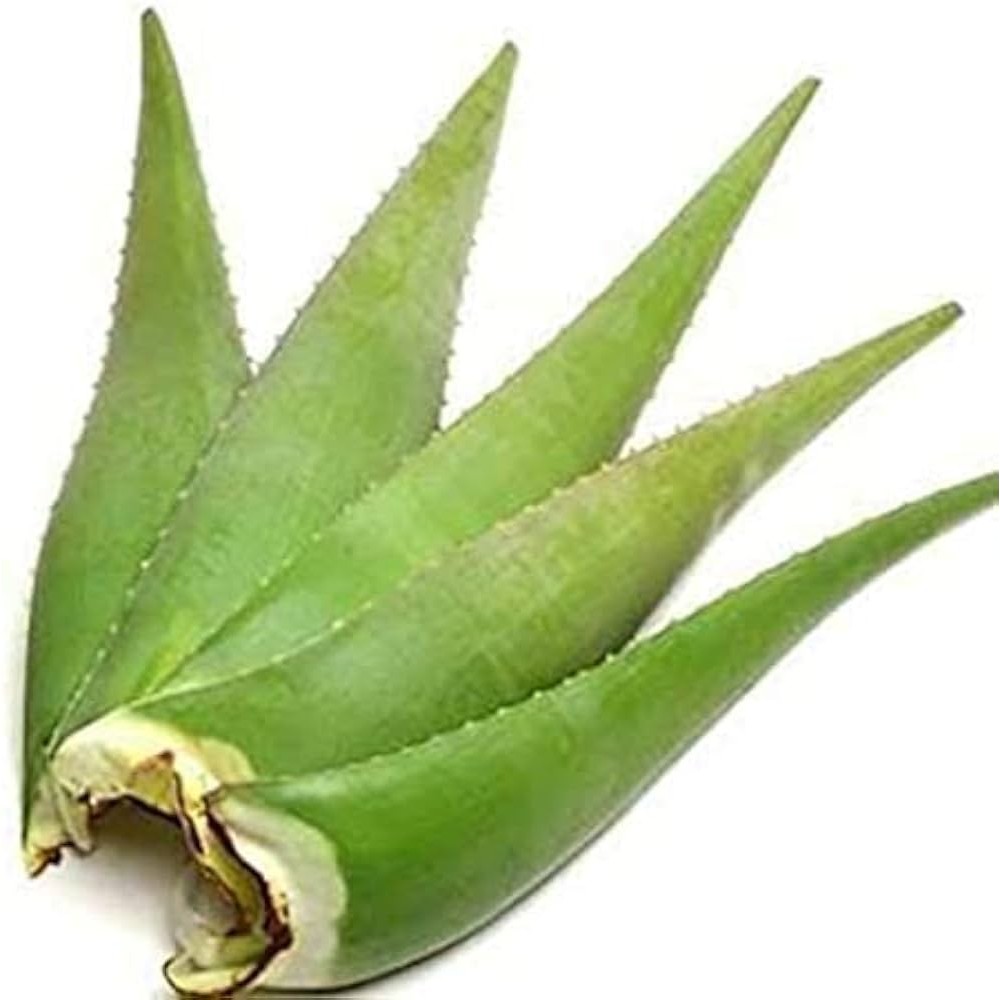 Aloe Vera   Per Leave 1 LBS