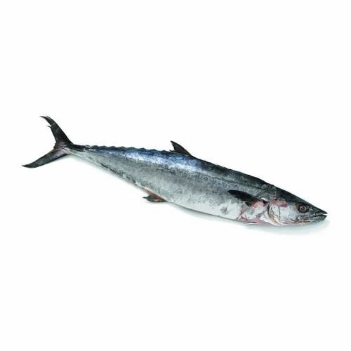 King Fish 1 EACH