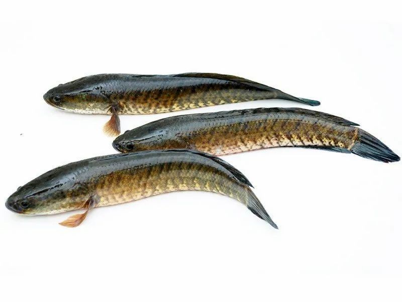 Korameenu   Fish 1 EACH