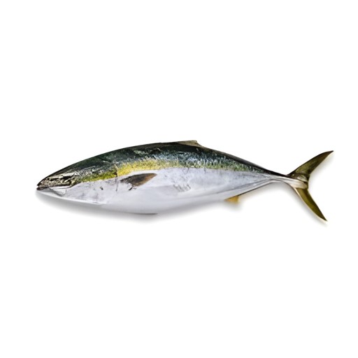 King Fish   Frz 1 EACH