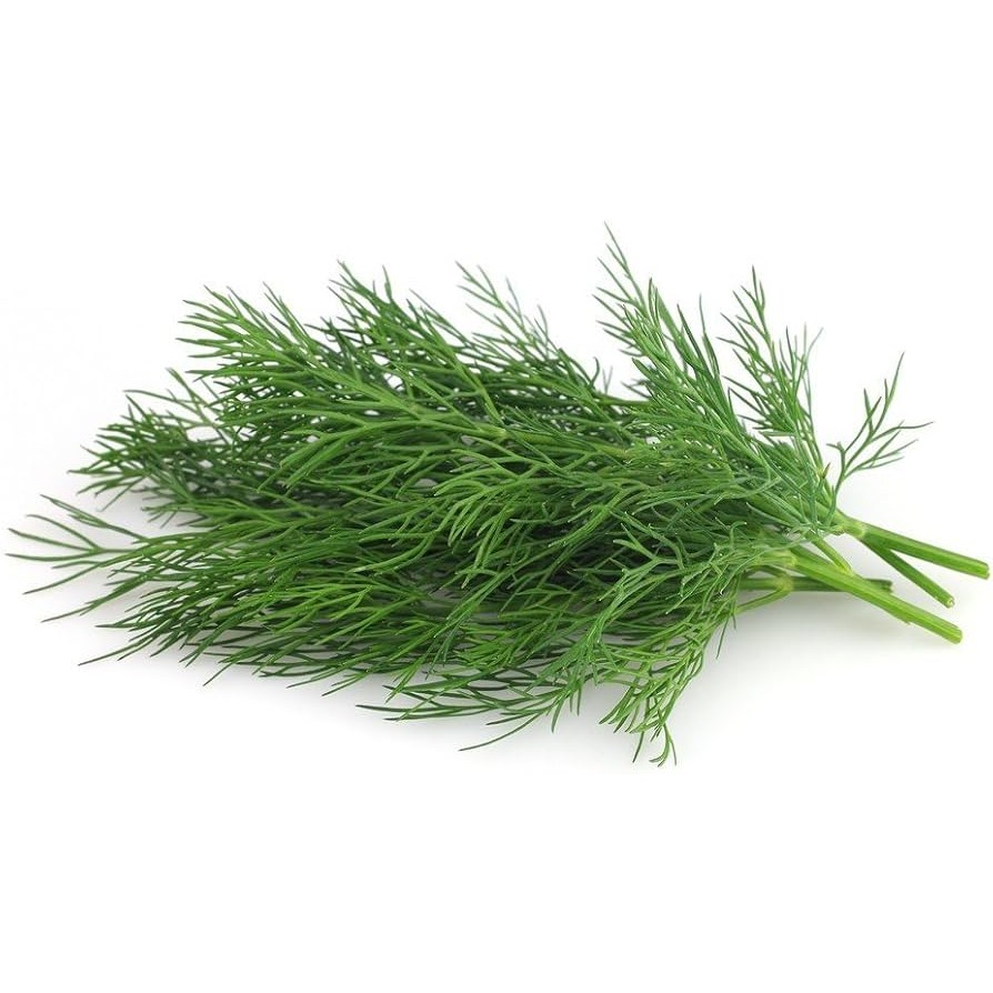 Fresh Dill Bunch 1 BUNCH