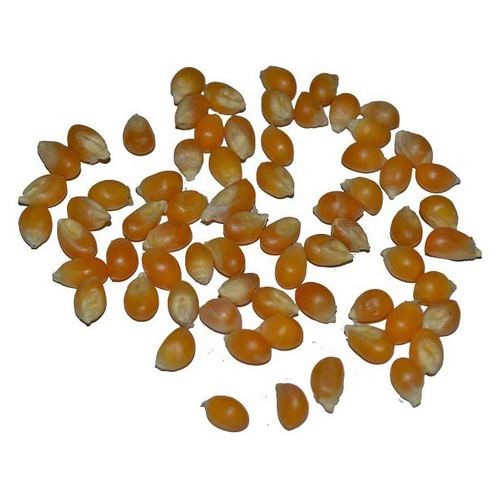 KALUSTYAN YELLOW POPCORN KERNELS 1 Lbs