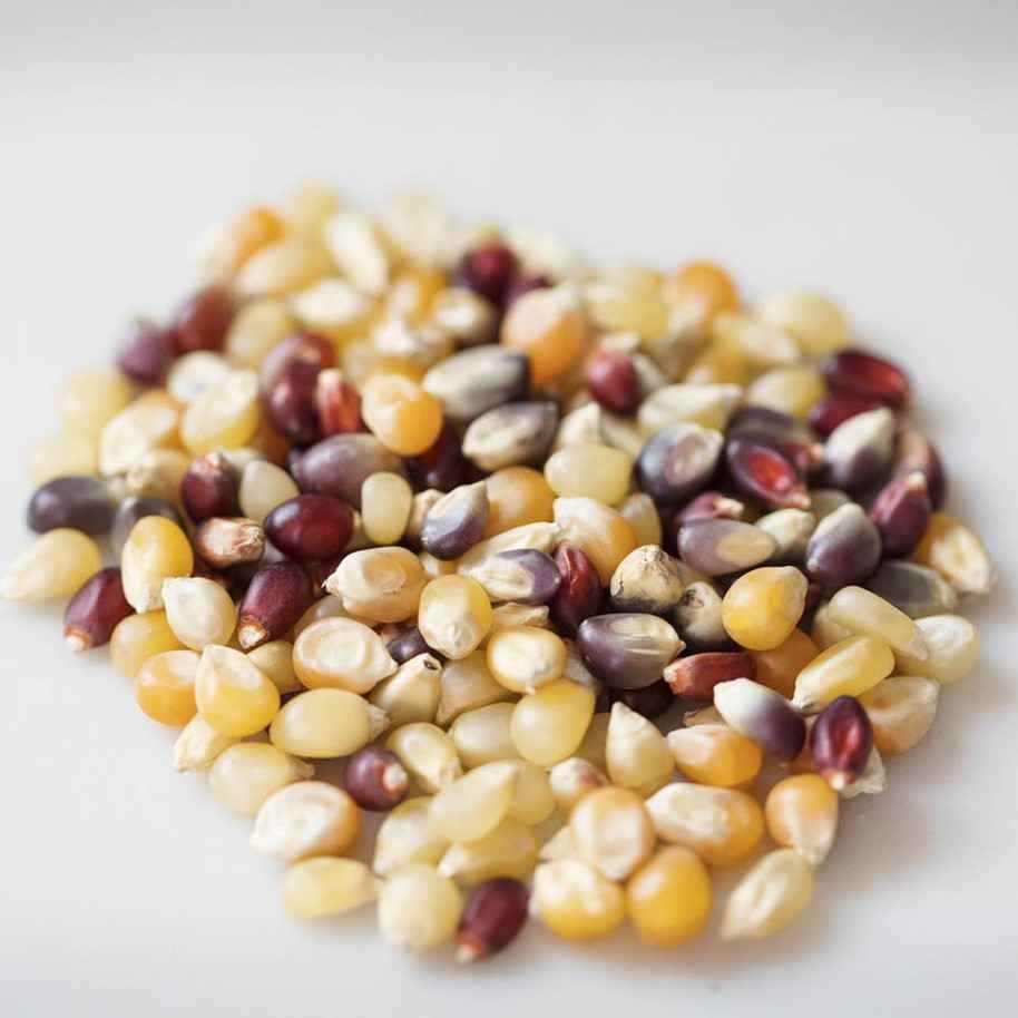 KALUSTYAN TRI COLOR POPCORN KERNELS 1 Lbs