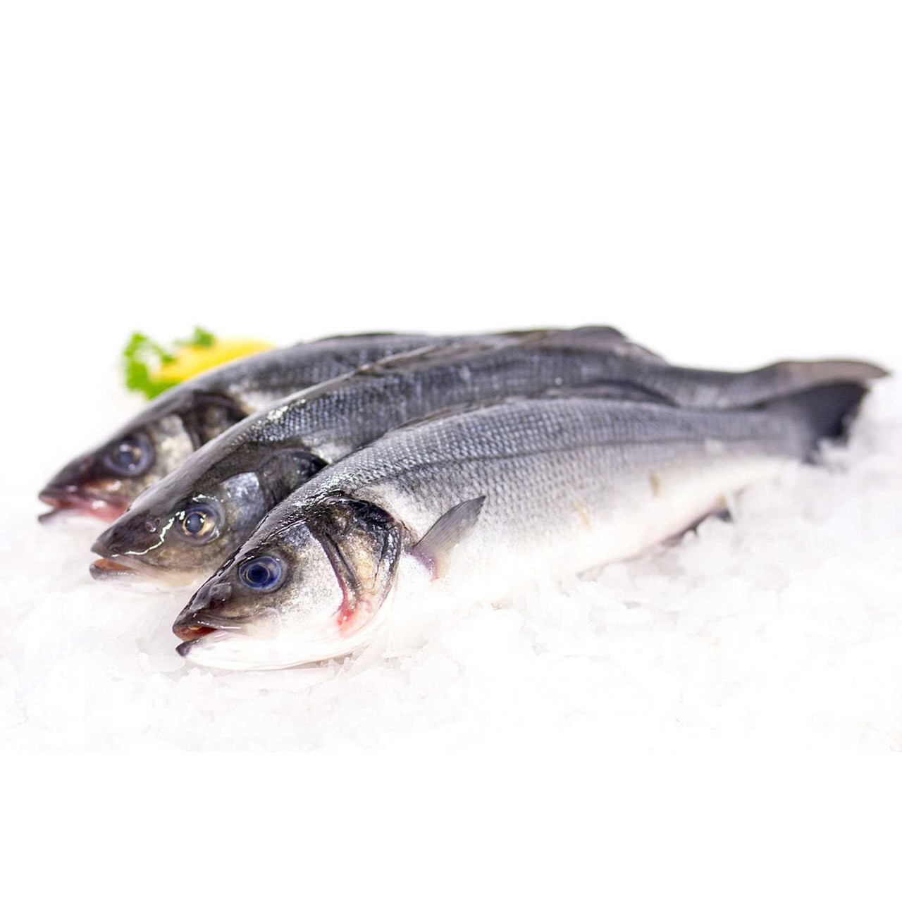Bronzini 4 LBS