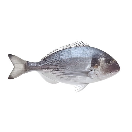 Orata (Palpanna) 1 LBS