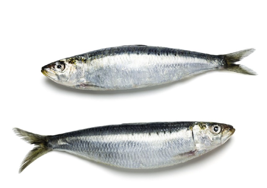 Sardine 1 LBS