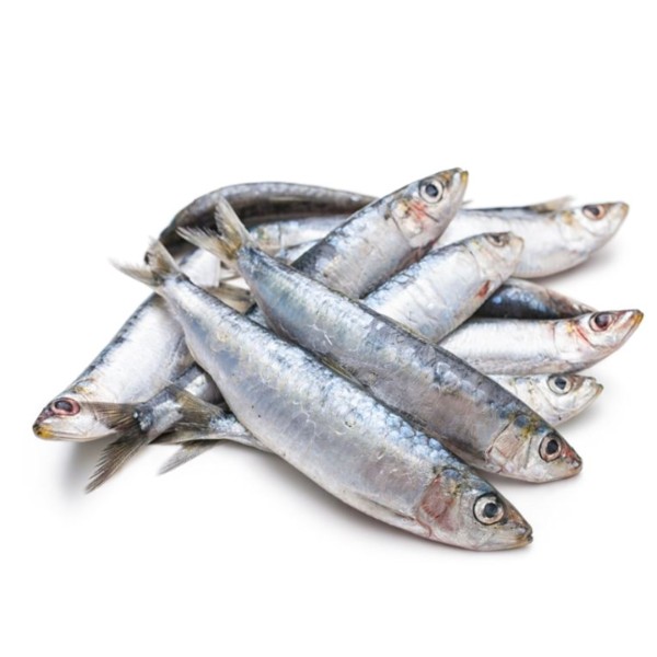 Sardine 2 LBS