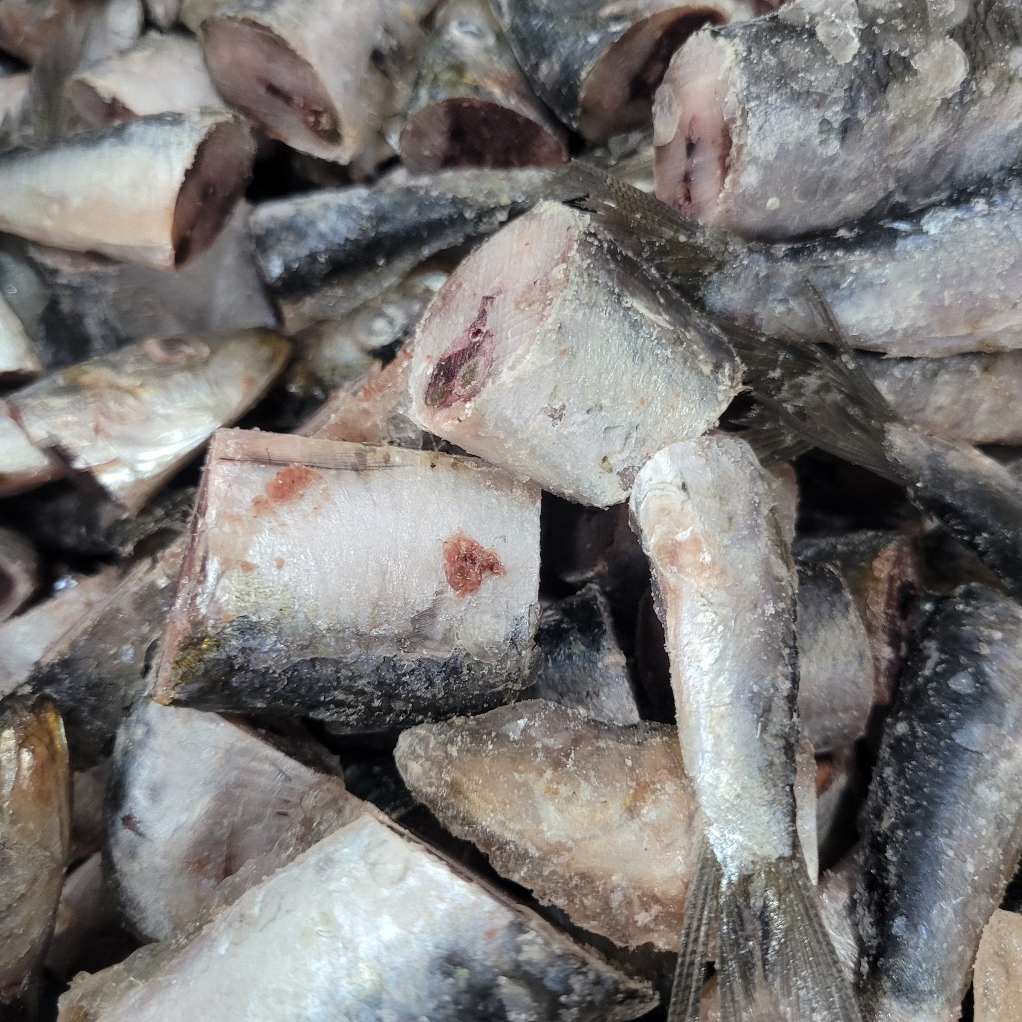 Sardine 3 LBS