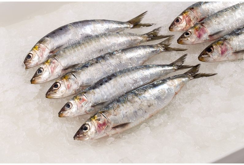 Sardine 4 LBS