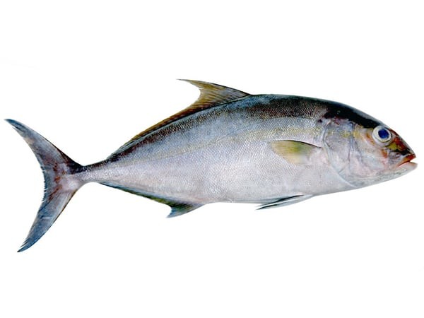 Butter Fish 2 LBS