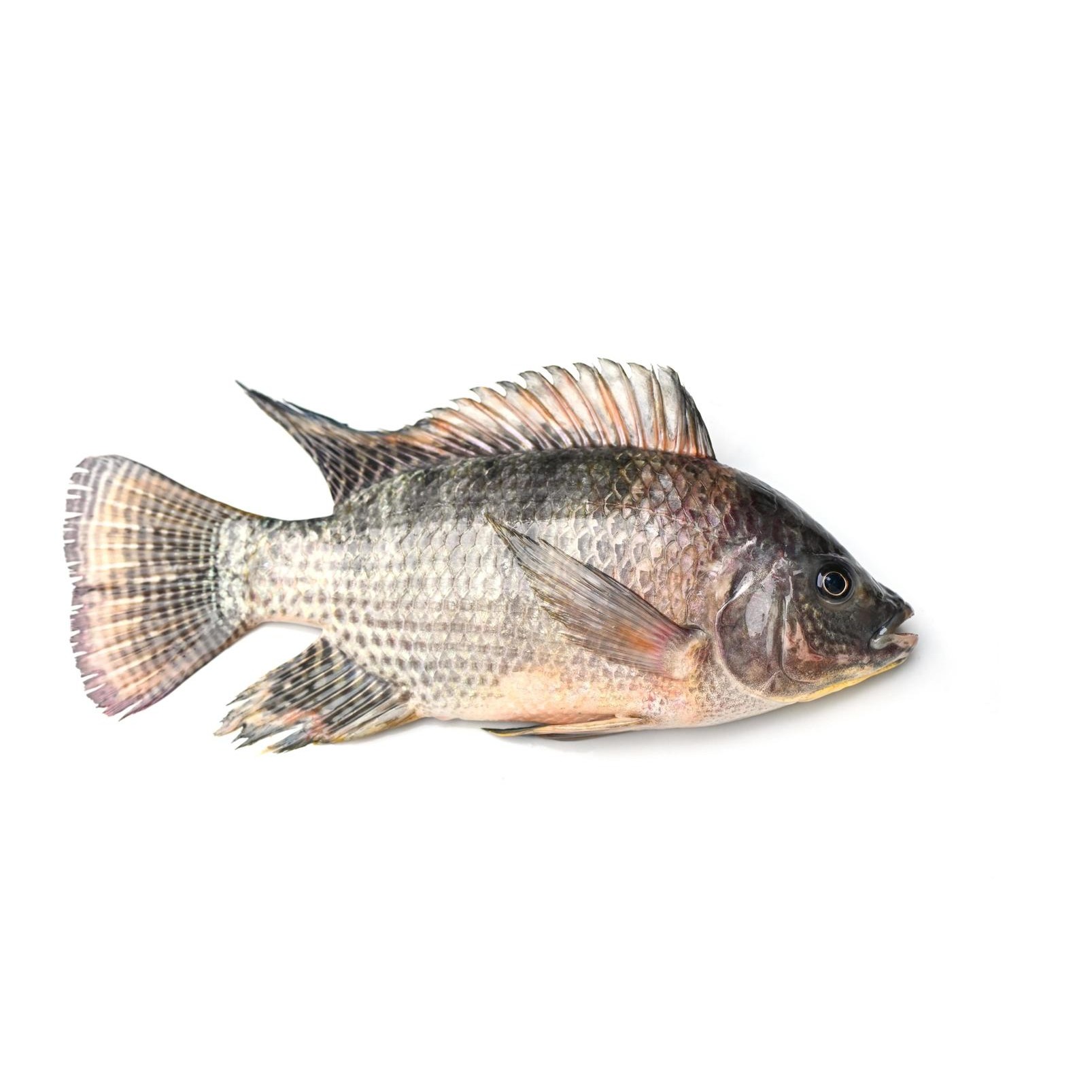 Tilapia Fillet 1 LBS