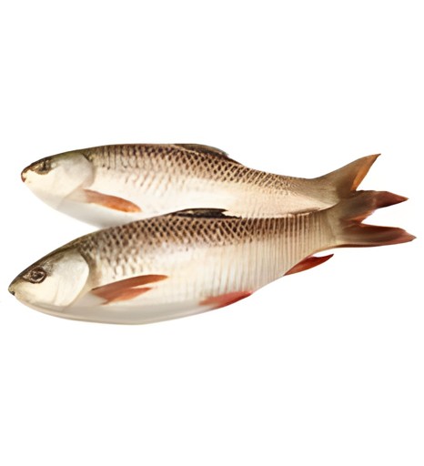 Rohu Fish FRZ 300 GM