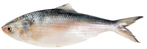 Hilsa Whole 2 LBS