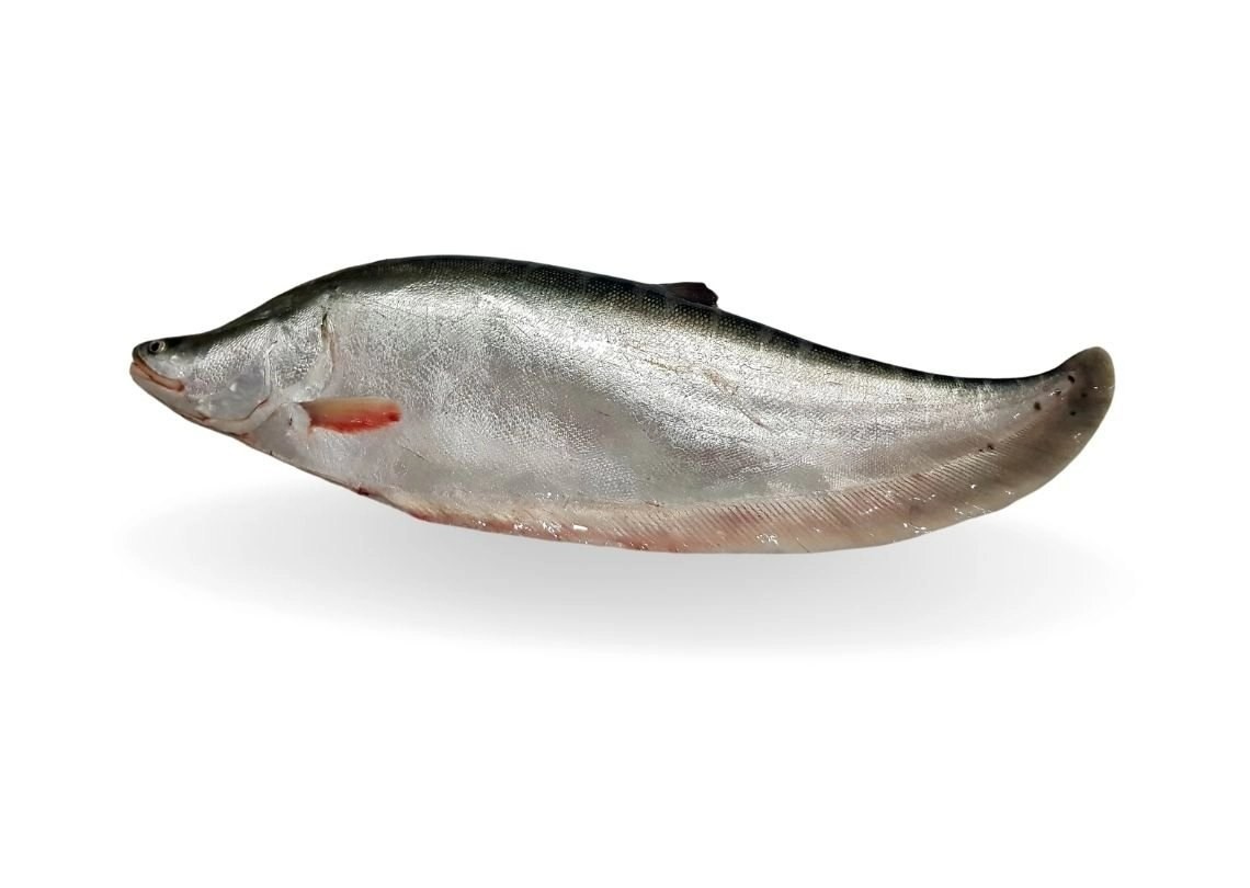 Chital Fillet 4 LBS