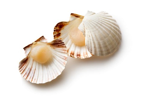 Scallops 4 LBS