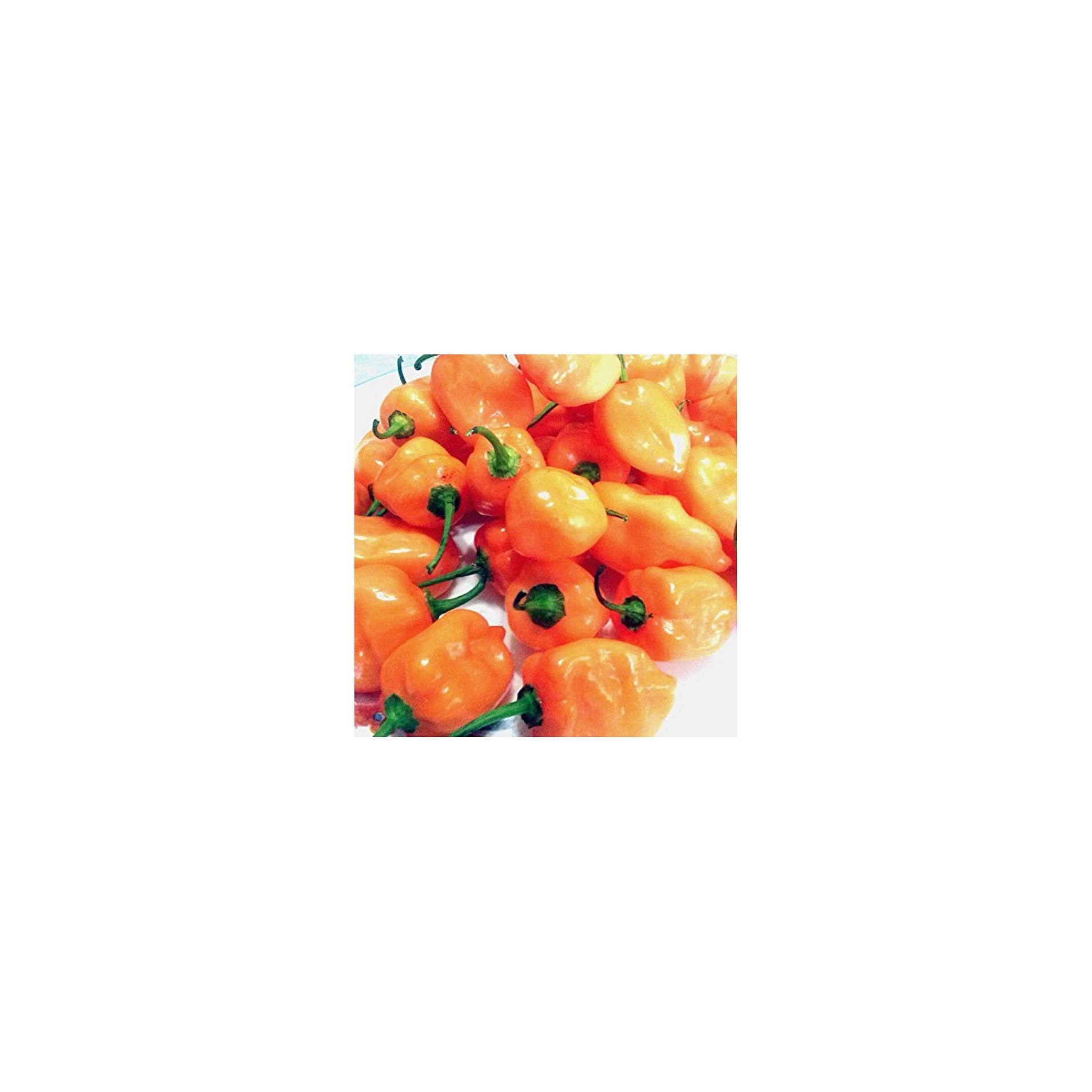 HABANERO PEPPER 1 LBS